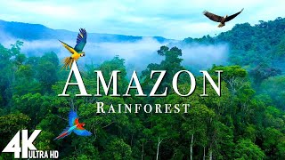 AMAZON TROPICAL FOREST 4K Nature Relaxation Film - Beautiful Relaxing Music - Amazing Nature