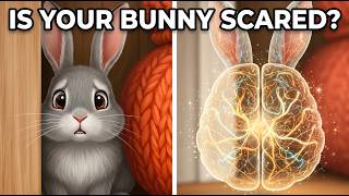 Celebrity Why Your Rabbit is Afraid of You (and How to Fix It) Wealth
