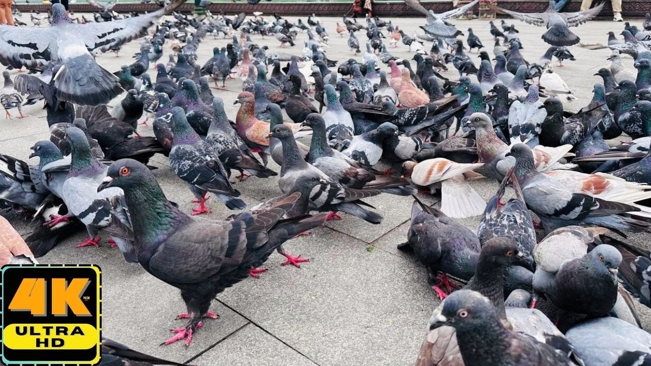 Top pigeon in the world, Lovely pigeons