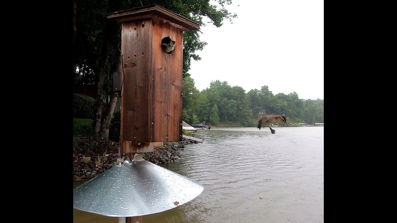 Wood Duck Jump Day 2023 YouTube