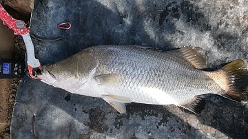 CÂU LURE CÁ CHẼM | ĐỤNG ĐỘ CÁ CHẼM KHỦNG Ở LÝ NHƠN! - K fishing lure