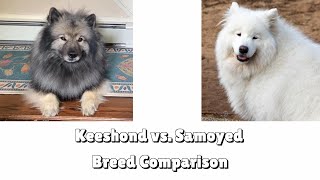 Keeshond vs. Samoyed: Breed Comparison