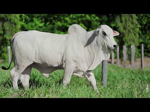 LOTE 57