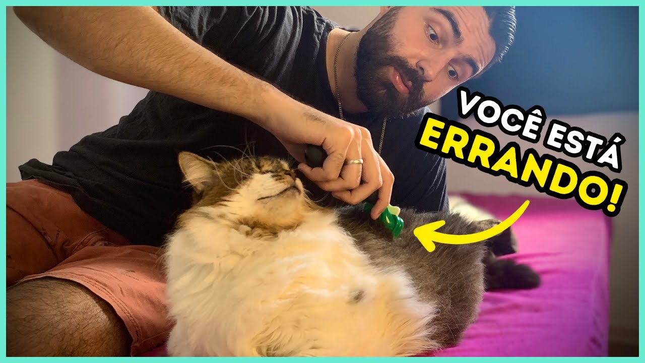 Como Escovar Os Pelos De Um Gato Corretamente