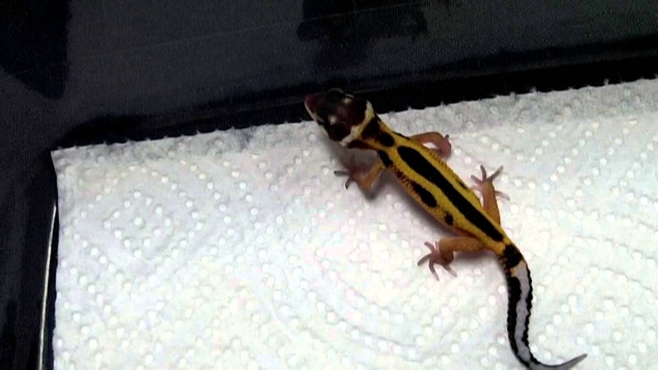 kids anka First Leopard Gecko of 2014