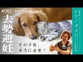 【犬猫】絶対に手術しろなんて言わない!獣医師が伝えたい去勢避妊手術の全て【獣医師ツジノボル】