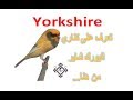 Yorkshire كناري اليورك شاير 