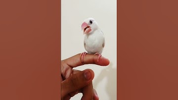 Tame Java Sparrow 😍 #birds #javasparrow #tamedbirds #tamefinch #shorts #subscribe #shortvideo