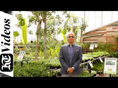 Video: Keindahan Tahun Baru - Pokok Krismas Dari Victor Garden Plant Nursery