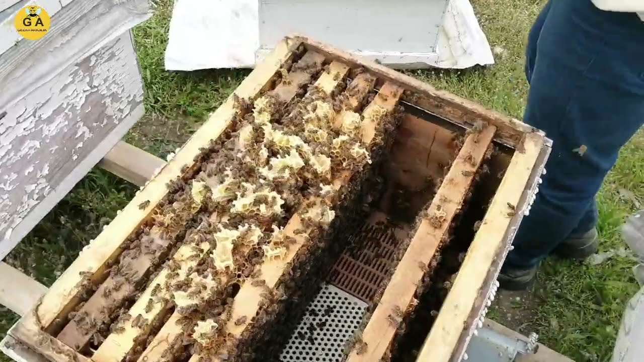 Arının oğula gitmesini engelleme yöntemi ve arıyı rahatlatma - kat atma - Beekeeping. arıcılık.