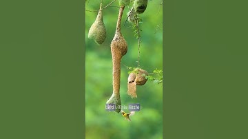 Baya Weaver Bird – The Genius Architect of Nature! 🐦 #shorts