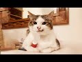 Funniest Cats 😹 - Don't try to hold back Laughter 😂 - Funny Cats Life