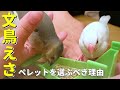 シードだけは危険かも？文鳥のえさ絶対ペレットを選ぶべき理由とは
