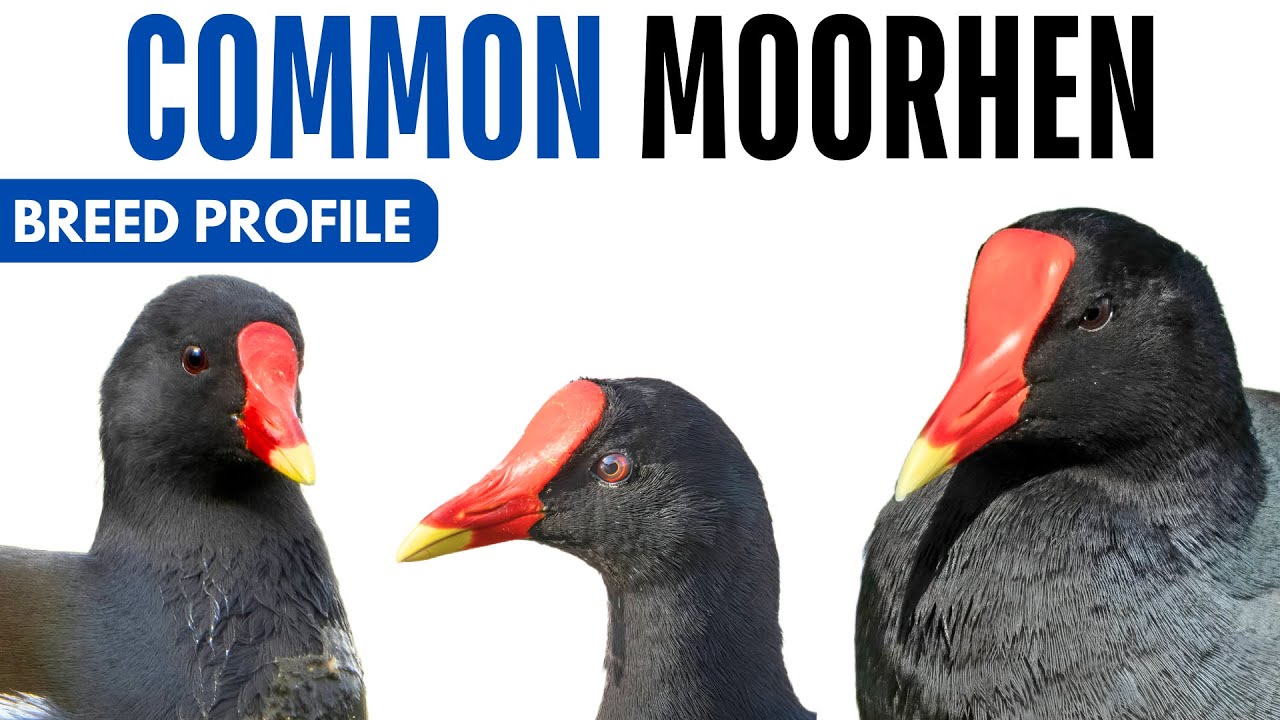 Common Moorhen Breed Profile History Health Issues - Common Moorhen Egg Ratio Lifespan