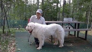 いつも人の近くに居たいルンルンです　Great Pyrenees　グレートピレニーズ