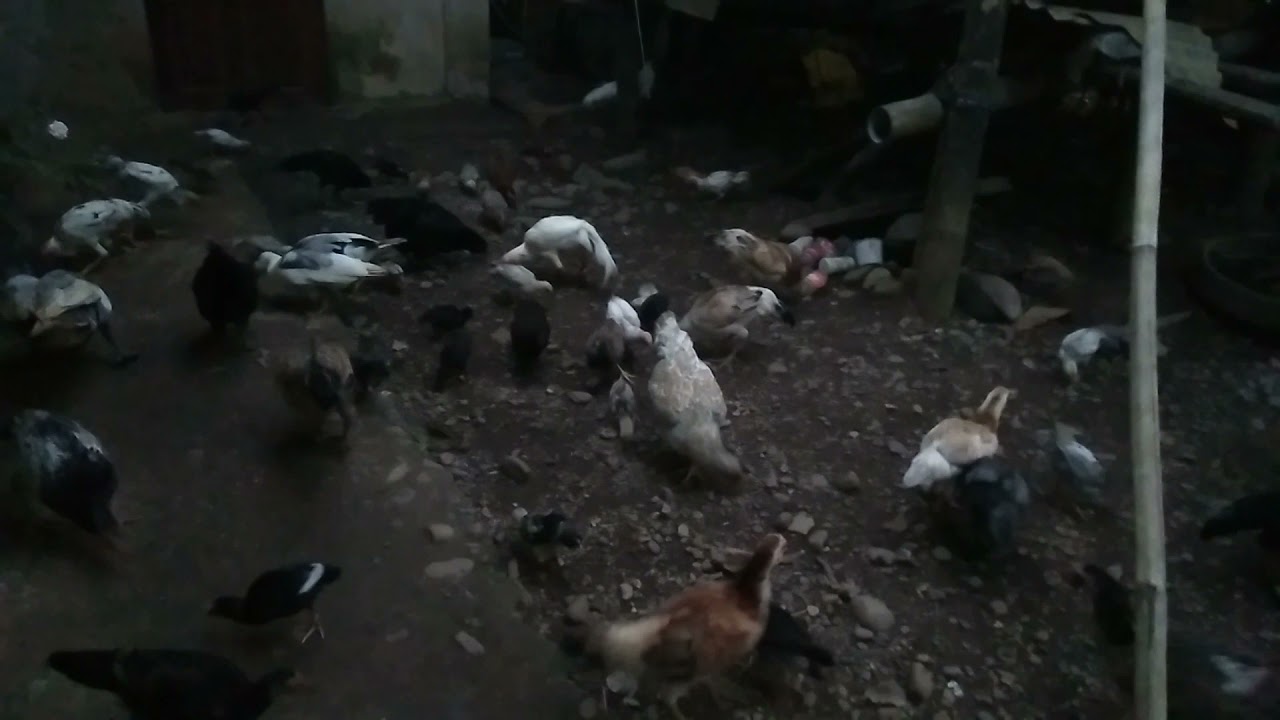 Feeding time to our Native chicken everyday every morning - Simple Life of Flexi Girl jb