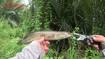 TH Fishing 151/ Săn Lóc ao cá nuôi 12/ Ngày không vui #hugo  #sneakerhead #lurecaloc.