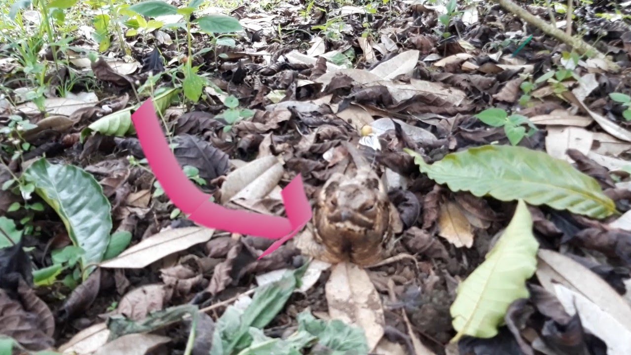 EKOGEO BURUNG ELANG  MALAM YANG BERTELUR  YouTube