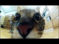 進撃のねこ 総集編ver　highlights movie of the Jumping cat 2