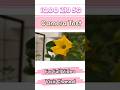 iQOO Z10 camera test | camera quality review