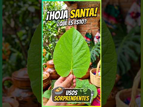 What Hoja Santa does to your body, Sonia Ortiz explains it to you
