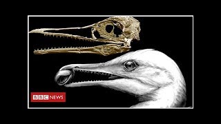How birds got their beaks