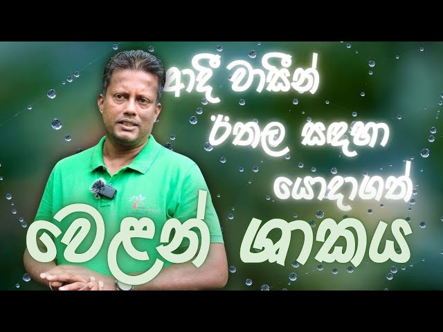 ආදී වාසීන් ඊතල සඳහා යොදා ගත් වෙළන් ශාකය | Pterospermum suberifolium | Welan - Sobadam Piyasa