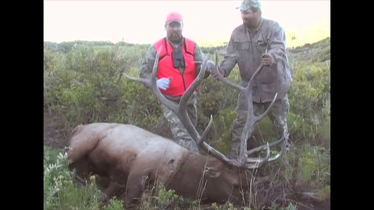 Bull Elk With Huge Front Tines YouTube