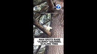 Man spots rare "albino" squirrel scaling tree