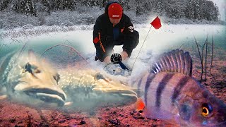 ЖЕРЛИЦЫ НЕ ДАВАЛИ ПОКОЯ! Сработки одна за другой! Атака Щуки на живца🐟 Рыбалка🎣 Подводная съемка