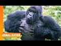 Gorillas Chest Beating! - Animal Nation