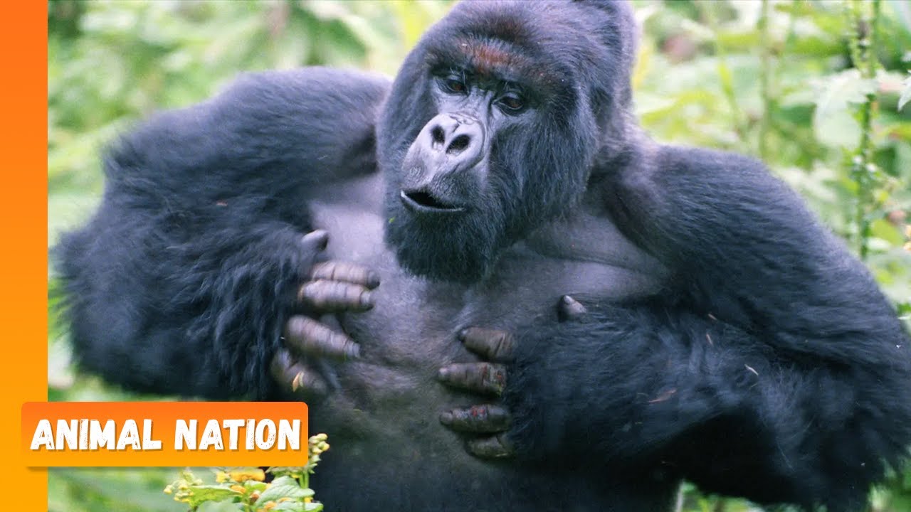 Touched by a Wild Mountain Gorilla: The Original