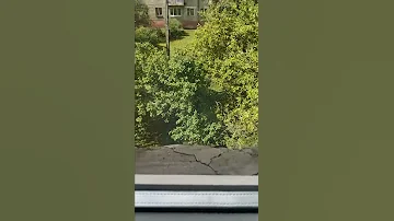 Осы вылетают из подоконника