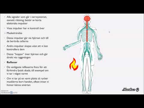Video: Skillnaden Mellan Muskelceller Och Nervceller
