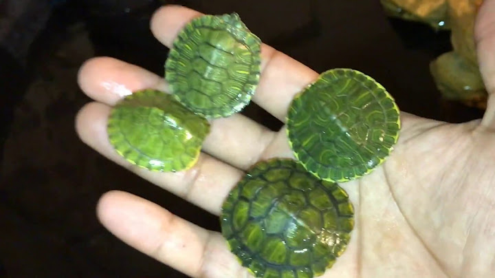Making a Pool Pond For Baby Turtles!