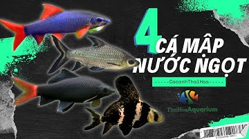 Top 4 Loài Cá Cảnh Được Mệnh Danh ""Cá Mập Nước Ngọt"" Khiến Dân Chơi Cá Phát Cuồng!