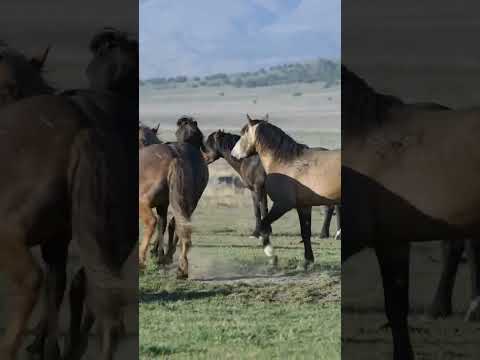 horse mating | animal #animals #animalcrossing #animalshorts #shorts #viral #viralvideo #mating