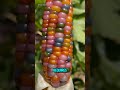 Glass Gem Corn, The Most Beautiful Corn You'll Ever Seen #glassgemcorn#regenerativefarming