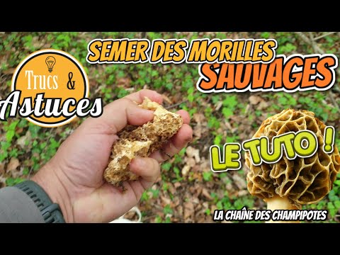 Vidéo: Pourquoi les morilles me rendent malade ?