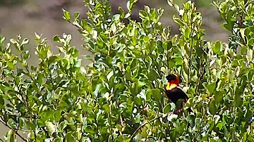 Djuma: Southern Red Bishop (first time seen on dam cam) - 12:28 - 03/09/20