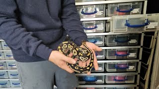 Ball python breeding and projects #snake #ballpython #reptiles #animals #breeding #livingthedream