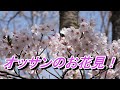 オッサンのお花見！