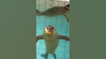 Wait for the wink 😜 Seal #Shorts