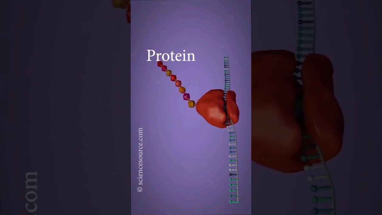 الإستنساخ و الترجمة 🧬 في أقل من دقيقة .