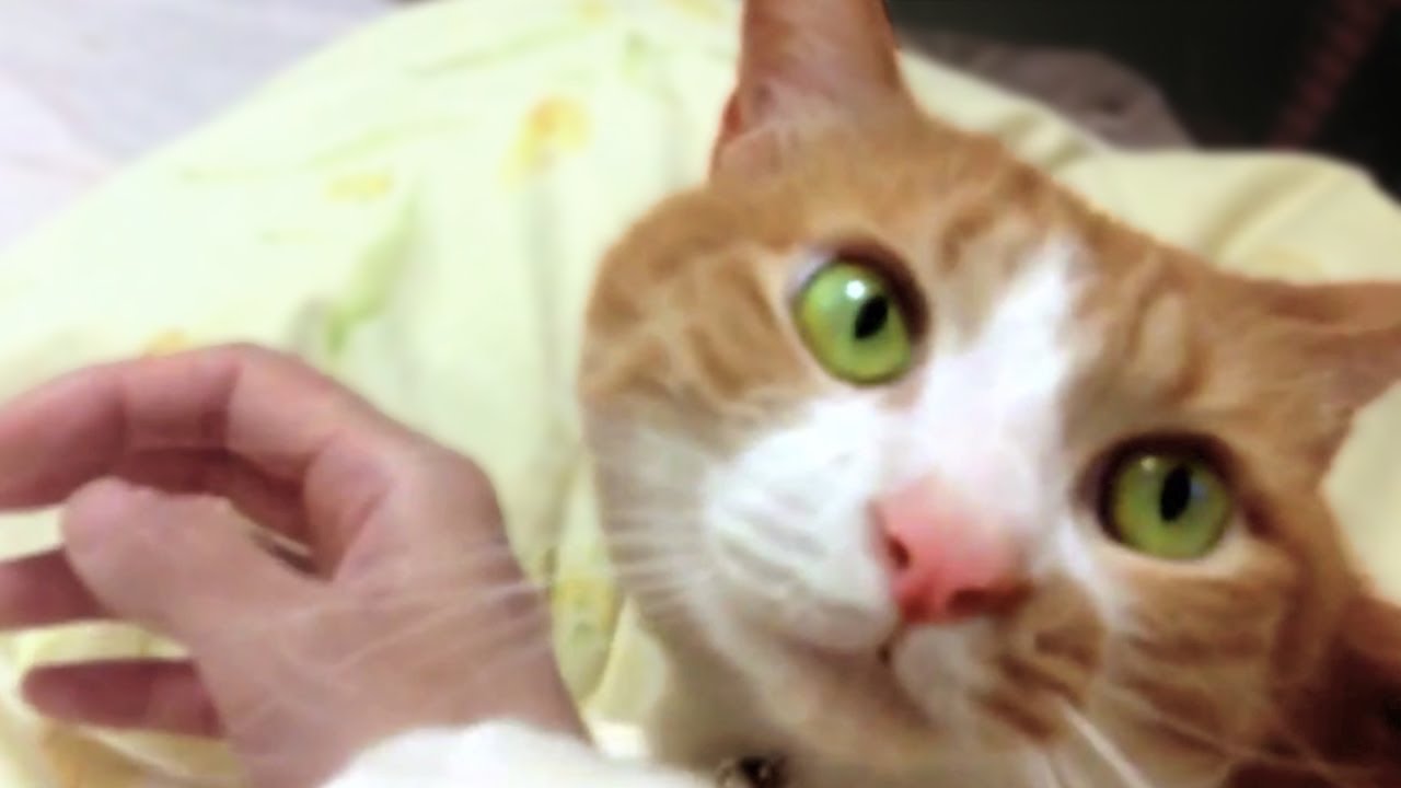funny cats sleeping in weird positions compilation 2014 funnyplox 『しっぽブンブンのムチ！』飼い主の手にスリスリしたいなぁ♪〜茶トラ猫 『マック』 -Cat which wants to put a head on the hand . Finny cat !