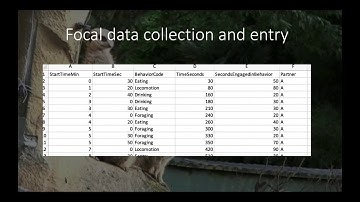 Field Lab 2 Focal versus scan sampling
