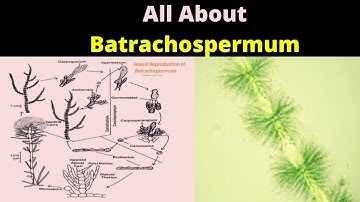 Batrachospermum Life Cycle Explained. Sexual and Asexual Reproduction in Batrachospermum.BSC Biology
