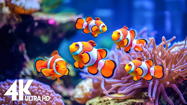 4K Aquarium Ultra HD🦈Sea Animals With Relaxing Music🐠Beautiful Coral Reefs & Sea Life