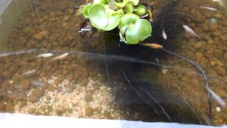 DSCF0683