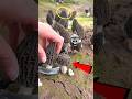বিশ্বের দামি রহস্য 🍄 Most Expensive Morel Mushroom ✨ Poison Warning Facts⚠️ #Shorts #ytshorts #facts